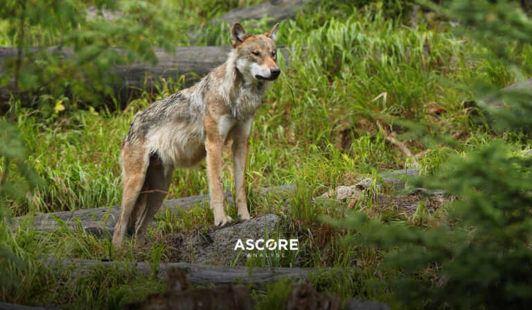 ASCORE_News_Wolf